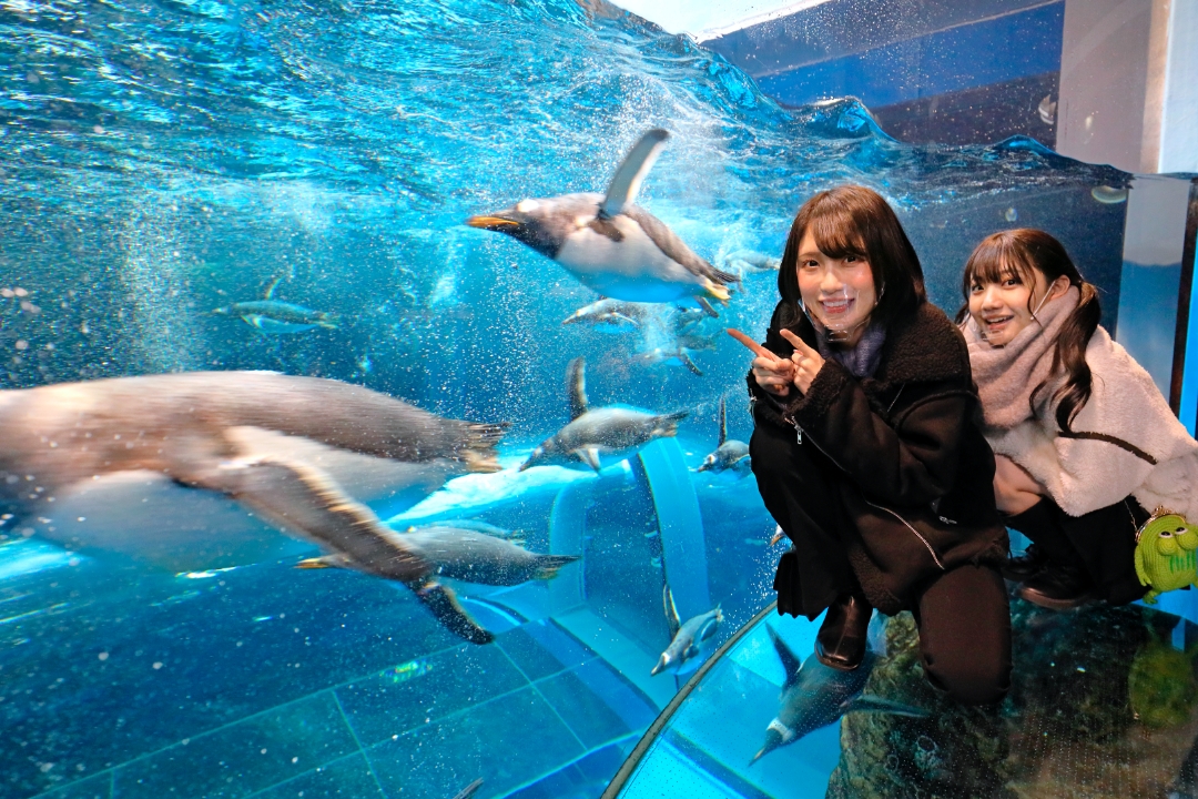 海響館 ペンギン村 Photo